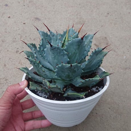 アガベ 雷神 1 Agave potatorum