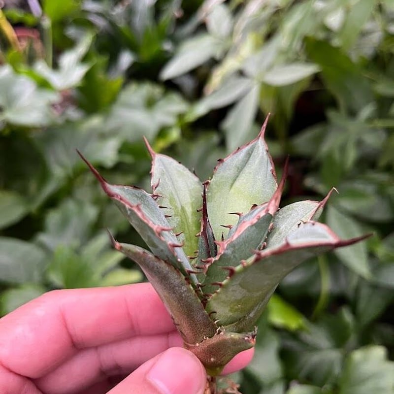 アガベ チタノタ レッドゴースト RG2 Agave titanota “赤鬼“ redgho