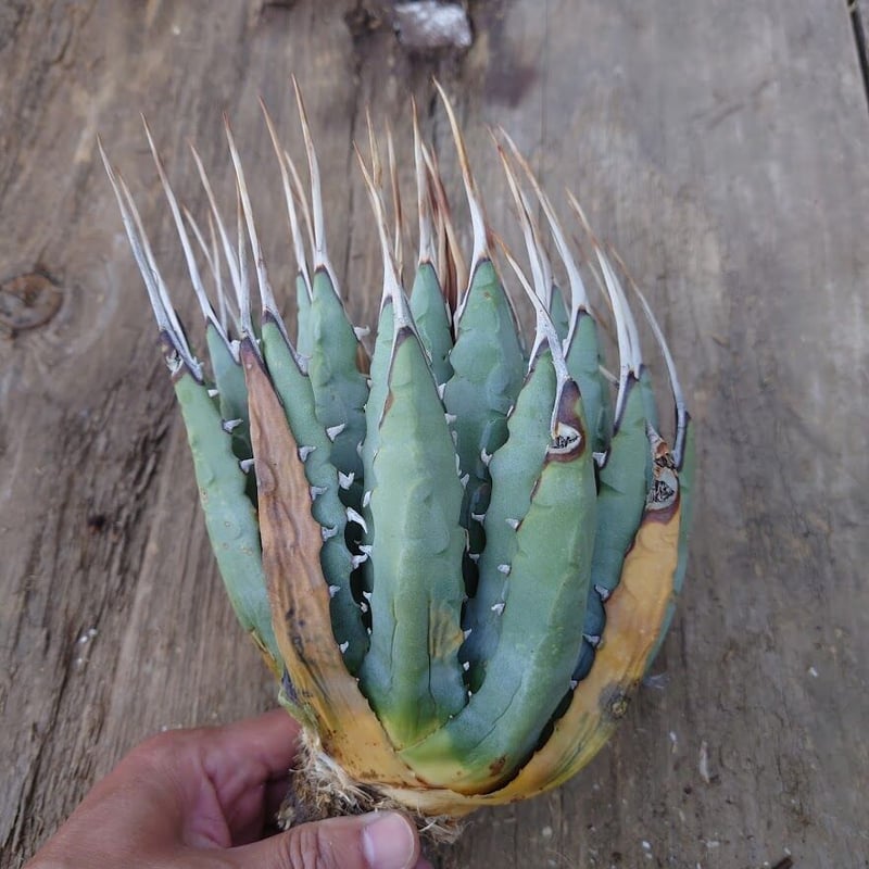 アガベ ユタエンシス ネバデンシス 1 Agave uthaensis var. nevade