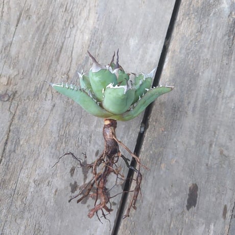 アガベ チタノタ 姫厳龍 1 Agave titanota dwarf