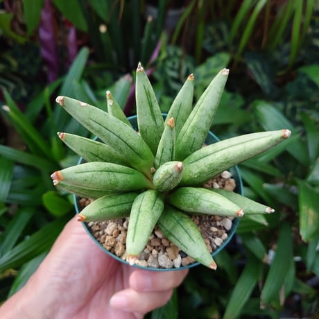 サンスベリア ヘッジホッグ 3 Sansevieria Hedgehog