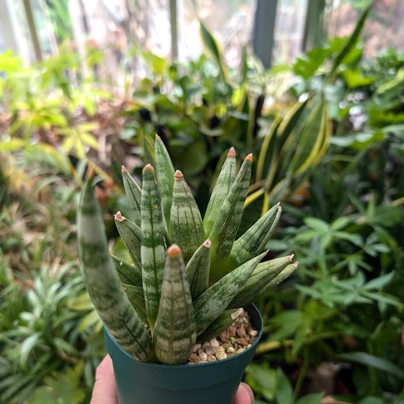 サンスベリア ヘッジホック サンスベリア ヘッジホッグ 2 Sansevieria Hedgehog | My-Favth