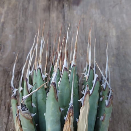 アガベ ユタエンシス ネバデンシス 7 Agave uthaensis var. nevadensis