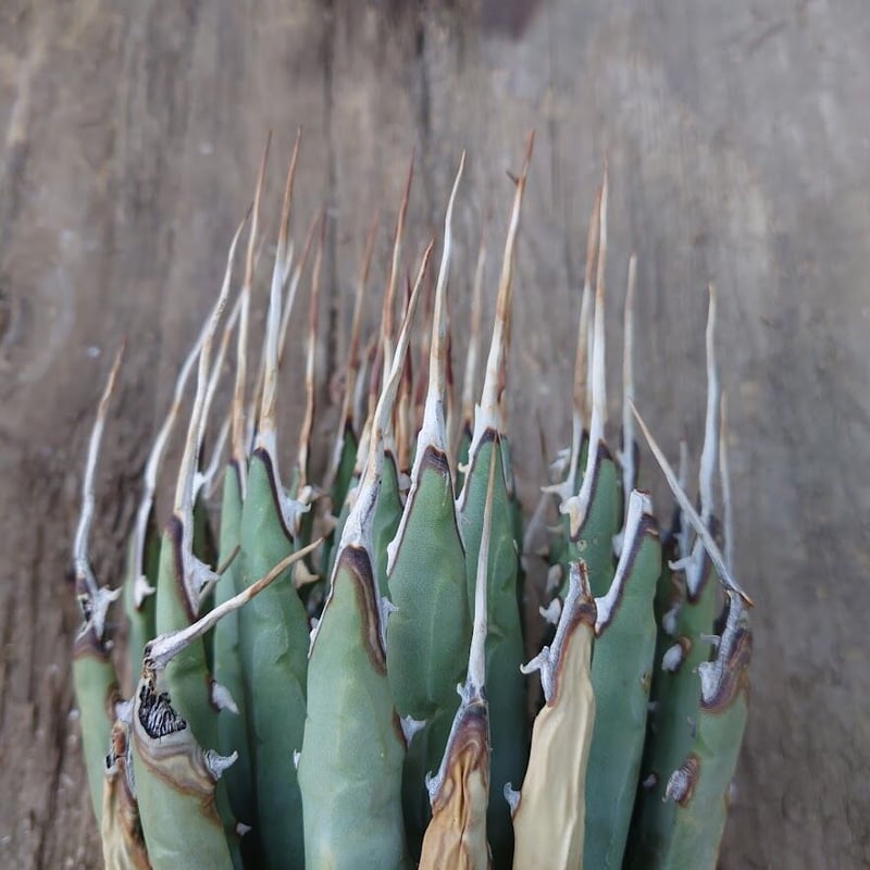 アガベ ユタエンシス ネバデンシス 7 Agave uthaensis var