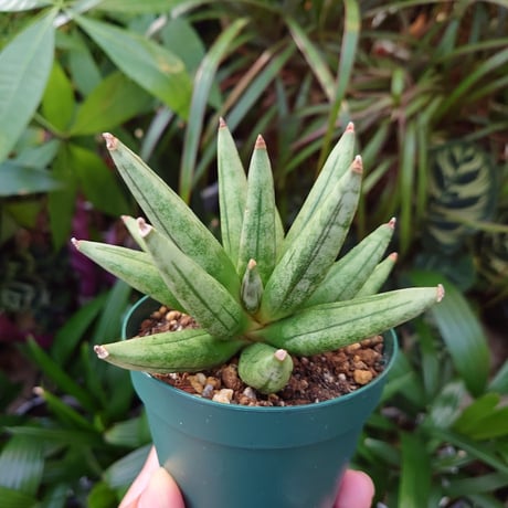 サンスベリア ヘッジホッグ 1 Sansevieria Hedgehog