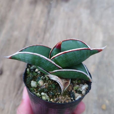 Sansevieria rorida サンスベリア ロリダ 2