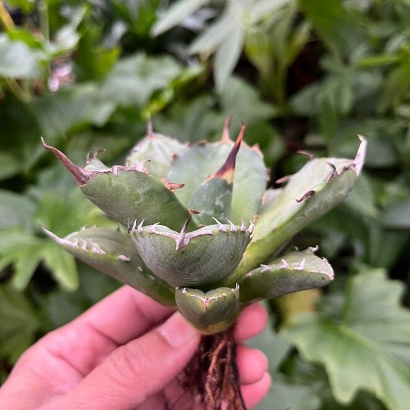 アガベ チタノタ アザラシ 海豹 CS1 agave titanota Compacta 'S