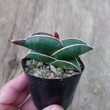 Sansevieria rorida サンスベリア ロリダ 2