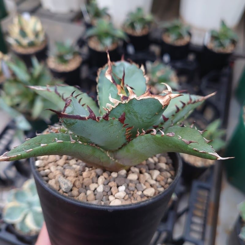 アガベ チタノタ 黒鯨 3 Agave titanota black whale | My-F アガベ チタノタ 黒鯨 3 Agave titanota black whale | My-F