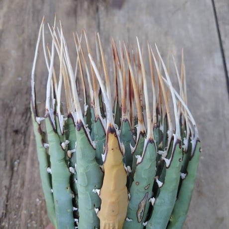 アガベ ユタエンシス ネバデンシス 5 Agave uthaensis var. nevadensis