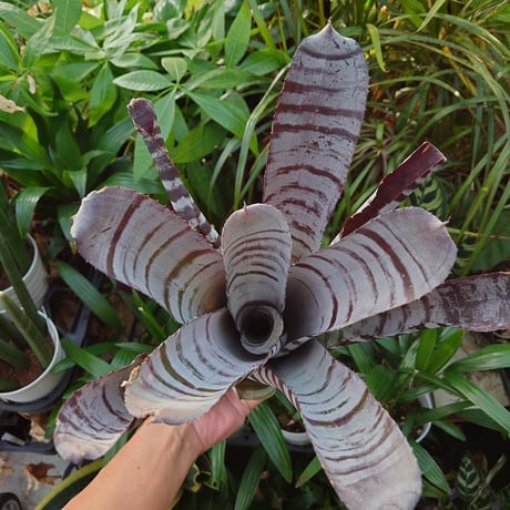エクメア チャンティニー ブラックアイス 2 Aechmea chantinii CV. Black Ice seedling F1