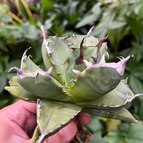 アガベ チタノタ アザラシ 海豹 CS2 agave titanota Compacta 'Seal'