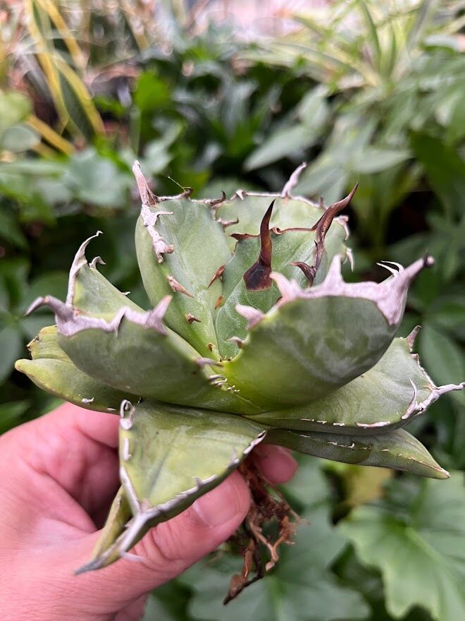 アガベ チタノタ アザラシ 海豹 CS2 agave titanota Compacta 'S