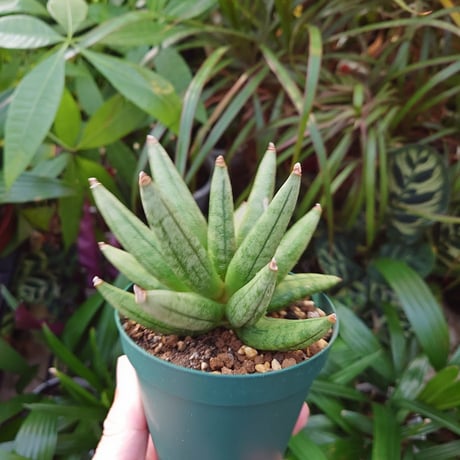 サンスベリア ヘッジホッグ 1 Sansevieria Hedgehog