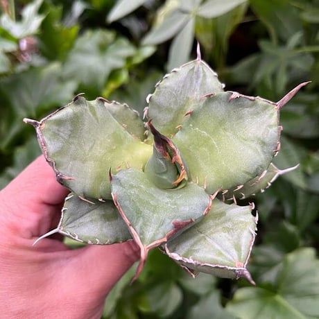 アガベ チタノタ アザラシ 海豹 CS1 agave titanota Compacta 'Seal'