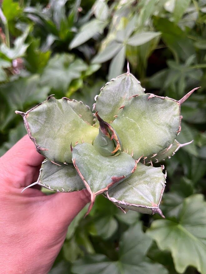 アガベ　チタノタ　海豹　アザラシ　オテロイ アガベ チタノタ アザラシ 海豹 CS4 agave titanota Compacta 'S