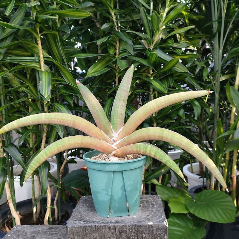 サンスベリア　プフィステリー sansevieria-pfisterii-1280x960.jpg