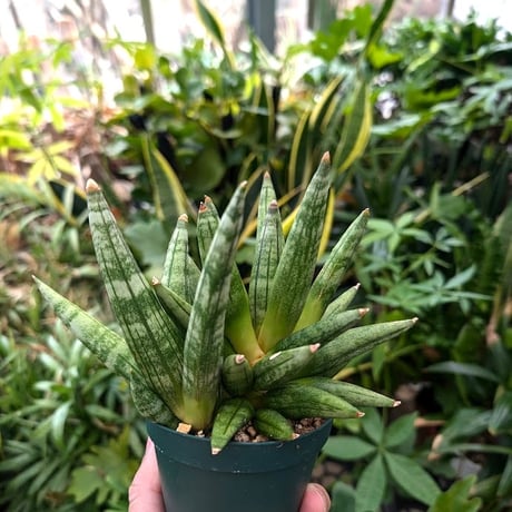 サンスベリア ヘッジホッグ 1 Sansevieria Hedgehog