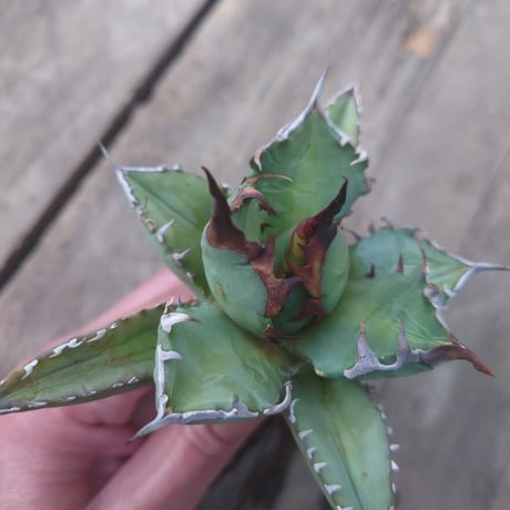 アガベ チタノタ 姫厳龍 1 Agave titanota dwarf