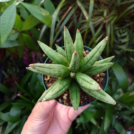 サンスベリア ヘッジホッグ 1 Sansevieria Hedgehog