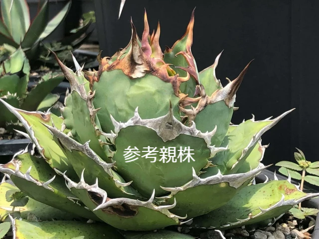 アガベ　チタノタ　赤ライオン アガベ チタノタ 