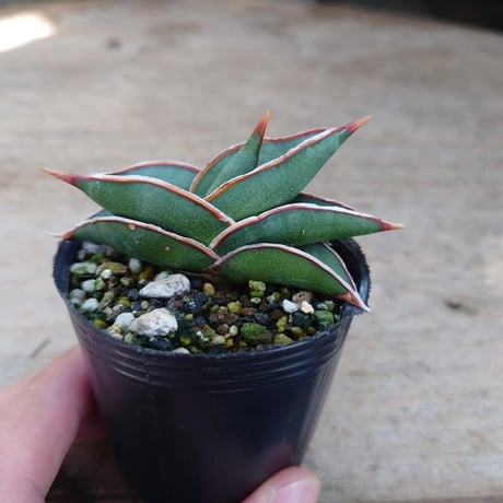 Sansevieria rorida サンスベリア ロリダ R6