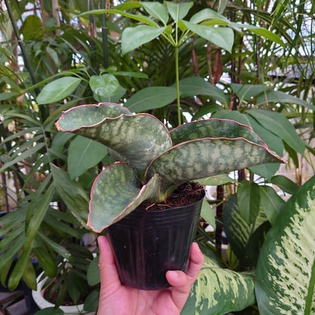 Sansevieria sp. Mafinga Tanzania Dragon Wing サンスベリア ドラゴンウィング LL5