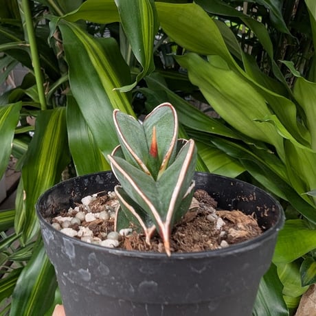 Sansevieria rorida サンスベリア ロリダ R15