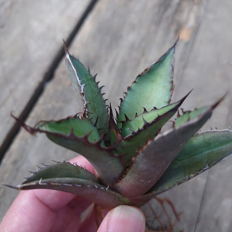 アガベ チタノタ 黒炎 黒火焔巌龍 3 Agave titanota black flame/fire