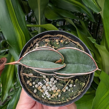 Sansevieria rorida サンスベリア ロリダ R18