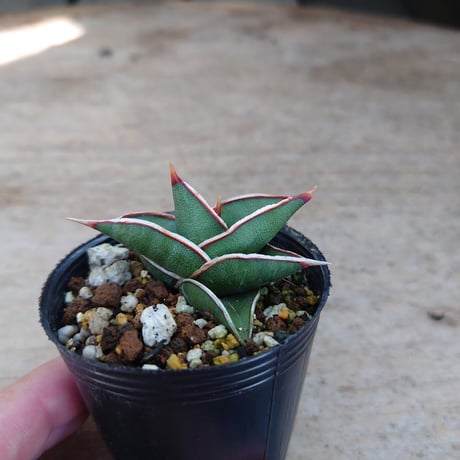 Sansevieria rorida サンスベリア ロリダ R4