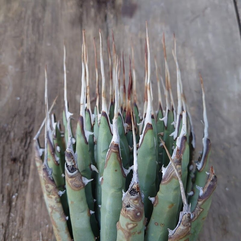 アガベ ユタエンシス ネバデンシス 7 Agave uthaensis var. nevade