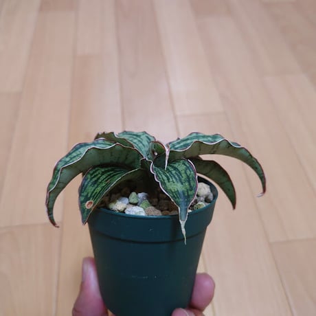 サンスベリア クレオパトラ 1 Sansevieria Cleopatra hyb