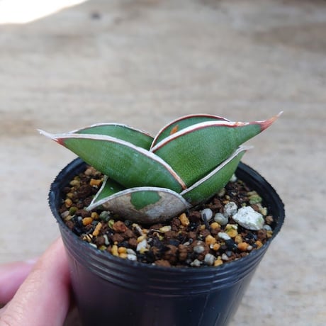 Sansevieria rorida サンスベリア ロリダ R3
