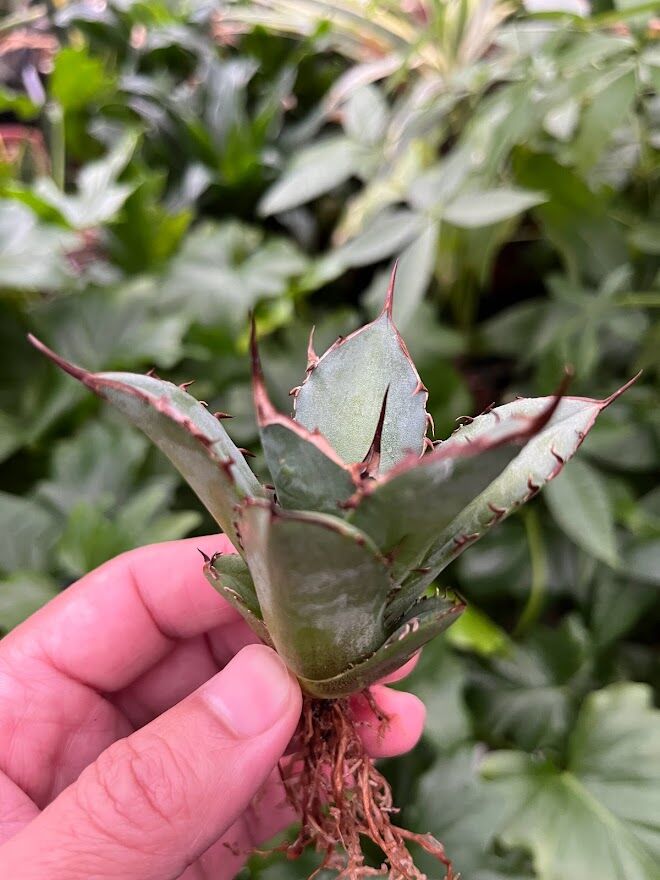 fit=scale-down,w=1200