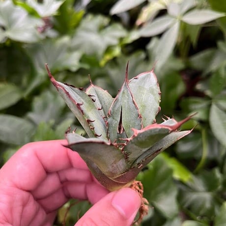 アガベ チタノタ レッドゴースト RG2 Agave titanota “赤鬼“ redghost