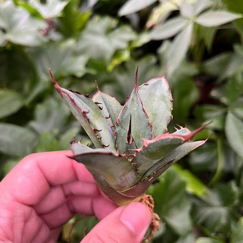 アガベ チタノタ レッドゴースト RG2 Agave titanota “赤鬼“ redgho