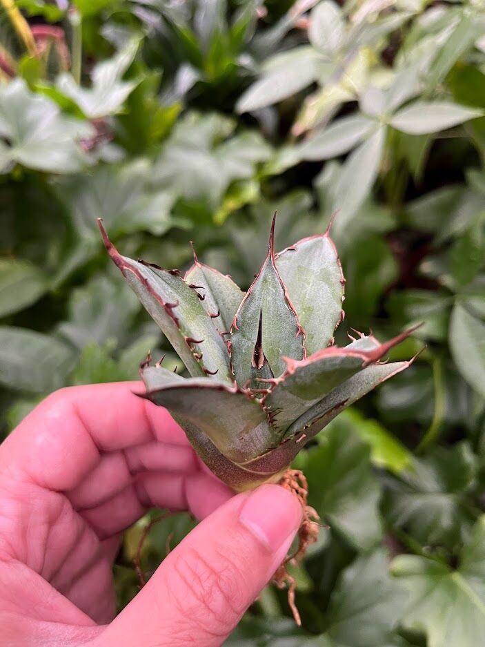 アガベ チタノタ レッドゴースト RG2 Agave titanota “赤鬼“ redgho