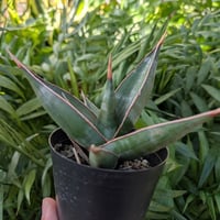 Sansevieria Pinguicula サンセベリア ピングイキュラ SP12
