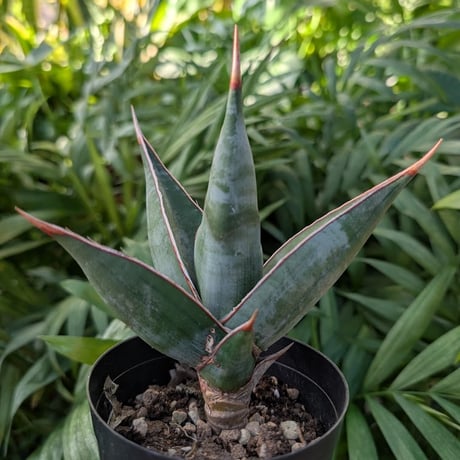 Sansevieria Pinguicula サンセベリア ピングイキュラ SP13