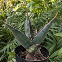 Sansevieria Pinguicula サンセベリア ピングイキュラ SP13