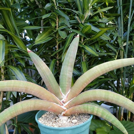 サンセベリア プフィステリ SANSEVIERIA PFISTERII