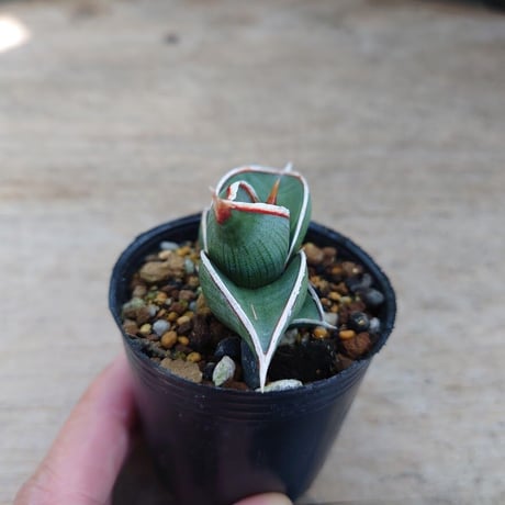 Sansevieria rorida サンスベリア ロリダ R10
