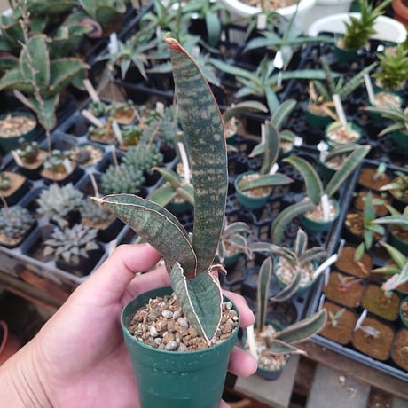 Sansevieria hallii Pink Bat サンスベリア ピンクバット 2 【送料一律500円】