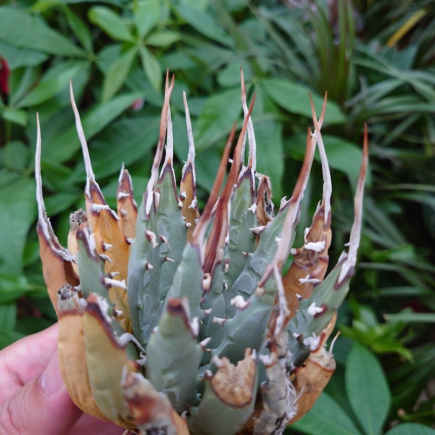 アガベ ユタエンシス ネバデンシス YN8 Agave uthaensis var アガベ ユタエンシス ネバデンシス YN8 Agave uthaensis var