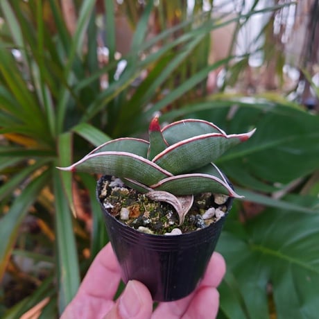 Sansevieria rorida サンスベリア ロリダ 2