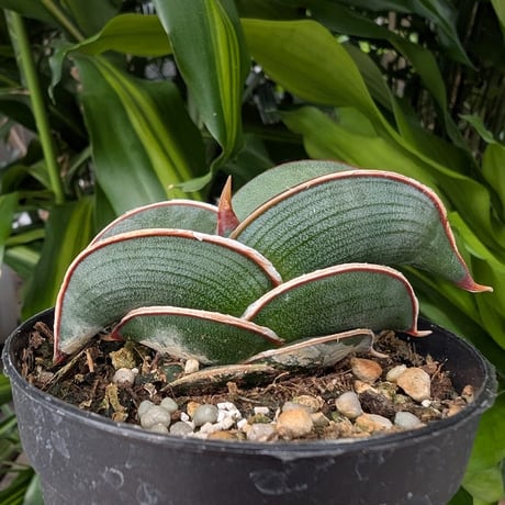 Sansevieria rorida サンスベリア ロリダ R12