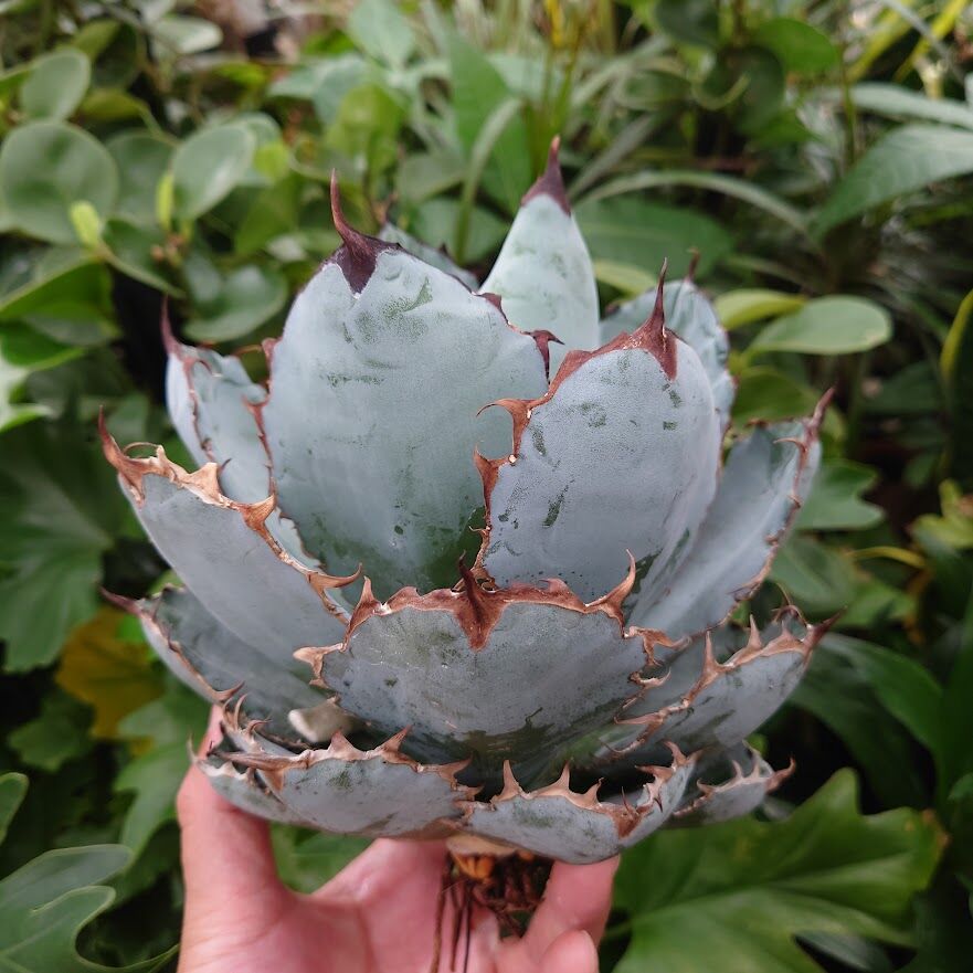アガベ チタノタ ブラックアンドブルー Agave titanota black&blue B