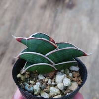 Sansevieria rorida サンスベリア ロリダ 3
