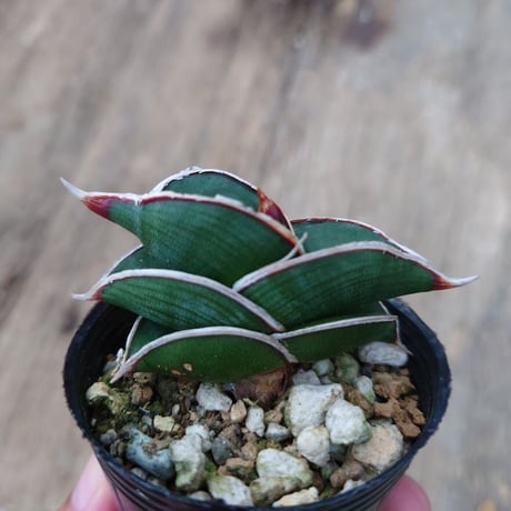 Sansevieria rorida サンスベリア ロリダ 3